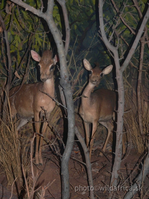 Picture 178.jpg - Kirk´s Dikdik (Madoqua kirkii).